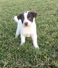 View Ad: Border Collie Puppy for Sale, Nebraska, MARTELL, USA