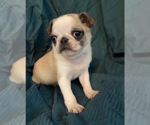 Pug Puppy for sale in PORTAGE, MI, USA