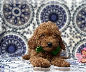 Cavapoo Puppy for sale in LANCASTER, PA, USA