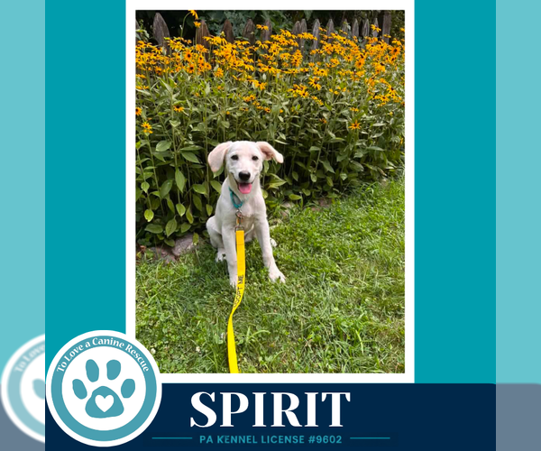 Medium Photo #1 Labrenees Puppy For Sale in Kimberton, PA, USA