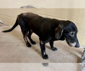 Labrador Retriever-Unknown Mix Dogs for adoption in Waco, TX, USA