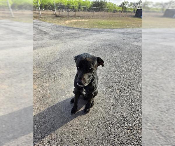 Medium Photo #1 Labrador Retriever-Unknown Mix Puppy For Sale in San Antonio, TX, USA