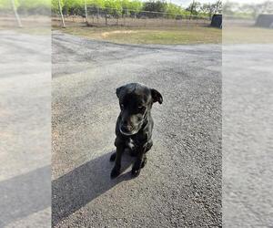 Labrador Retriever-Unknown Mix Dogs for adoption in San Antonio, TX, USA