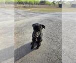 Small Labrador Retriever Mix