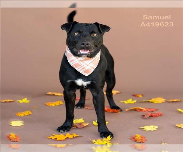 Medium Photo #1 Labrador Retriever-Unknown Mix Puppy For Sale in Conroe, TX, USA
