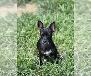 Chihuahua Dogs for adoption in The Woodlands, TX, USA