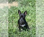 Small Chihuahua