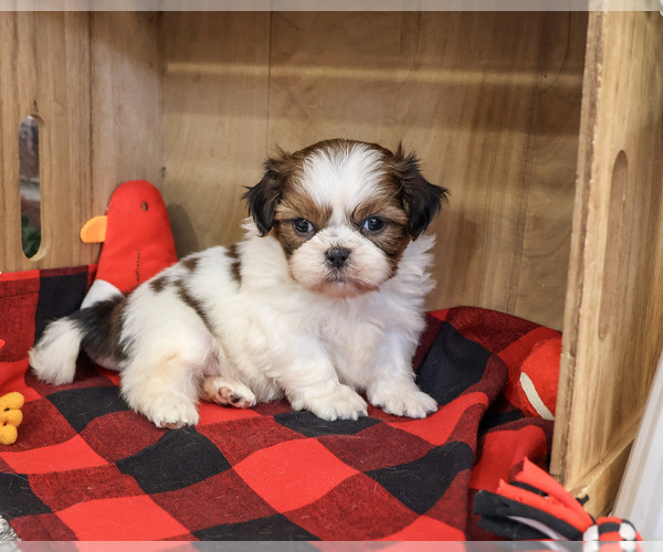 Medium Photo #2 Shih Tzu Puppy For Sale in SYRACUSE, IN, USA