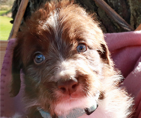 Medium Photo #3 Bordoodle Puppy For Sale in ASHLAND, OH, USA