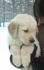 Golden Retriever Puppy for sale in SUNAPEE, NH, USA