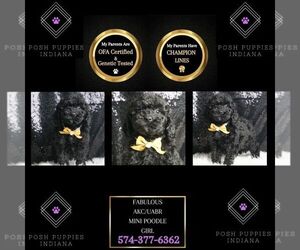 Poodle (Miniature) Puppy for sale in WARSAW, IN, USA