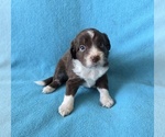 Small #6 Aussiedoodle