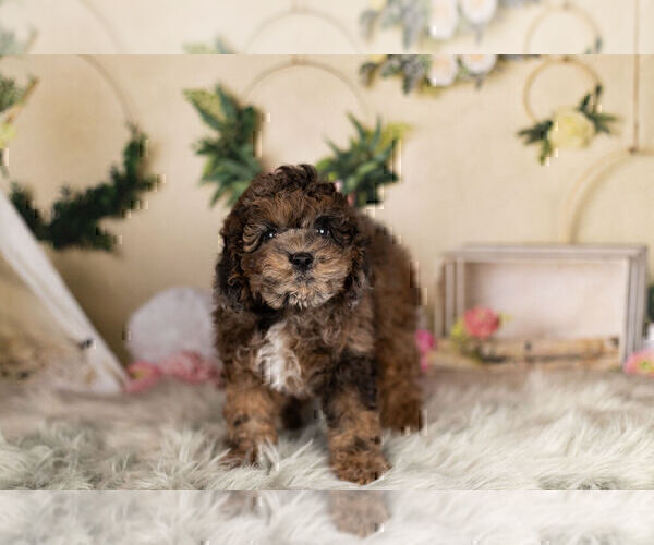 Medium Photo #5 ShihPoo Puppy For Sale in WARSAW, IN, USA