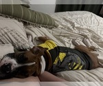 Small #5 Boxer