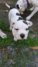 American Bulldog Puppy for sale in EVANSVILLE, IN, USA