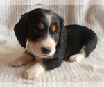 Small Photo #5 Dachshund Puppy For Sale in FAIRBANK, IA, USA