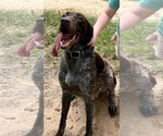 Small Photo #1 German Shorthaired Pointer Puppy For Sale in BONIFAY, FL, USA