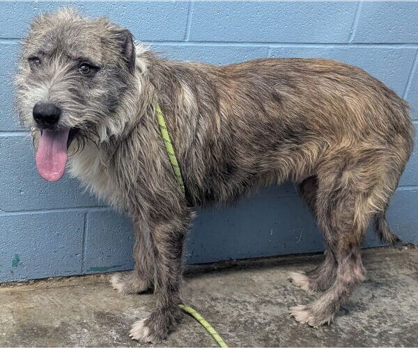 Medium Photo #2 German Shepherd Dog-Unknown Mix Puppy For Sale in Evansville, IN, USA