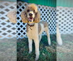 Small #1 Poodle (Standard)