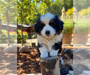 Aussie-Corgi Puppy for sale in MYRTLE CREEK, OR, USA