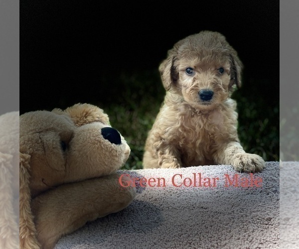 Medium Photo #15 Goldendoodle Puppy For Sale in CROTON, MI, USA