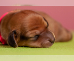 Small Photo #8 Dachshund Puppy For Sale in CROWLEY, TX, USA