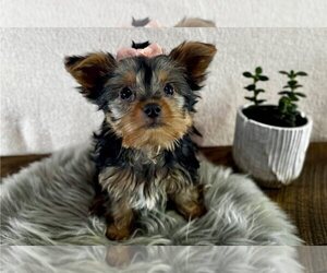 Yorkshire Terrier Puppy for sale in LANCASTER, CA, USA