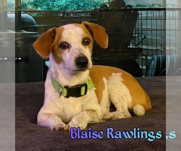 Medium Photo #2 Doxle Puppy For Sale in San Antonio, TX, USA