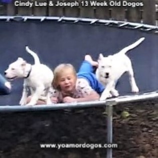Medium Photo #187 Dogo Argentino Puppy For Sale in PINEVILLE, MO, USA