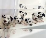 Small Photo #4 Dalmatian Puppy For Sale in ADAIRSVILLE, GA, USA