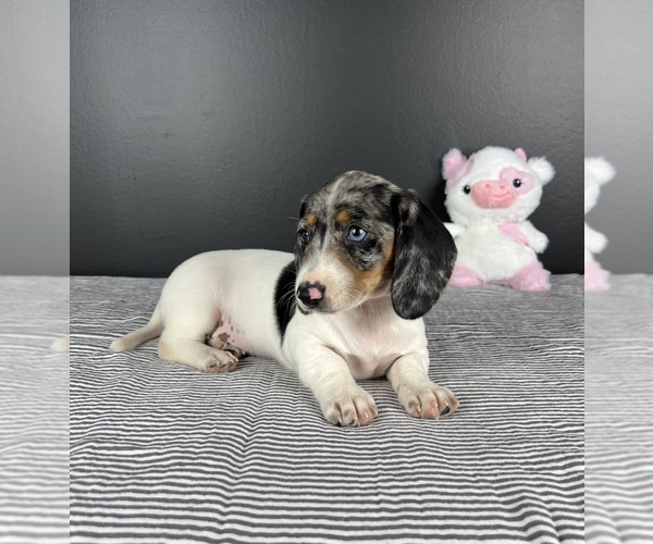 Medium Photo #5 Dachshund Puppy For Sale in INDIANAPOLIS, IN, USA
