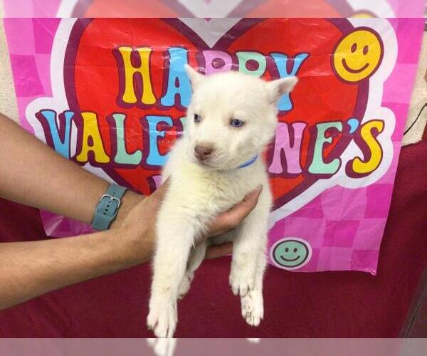 Medium Photo #1 Siberian Husky Puppy For Sale in Riverside, CA, USA