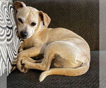 Small #3 Chihuahua Mix