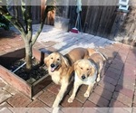 Small Photo #13 Golden Retriever Puppy For Sale in MODESTO, CA, USA