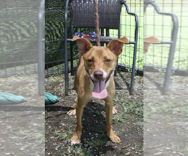 Medium Photo #2 Mutt Puppy For Sale in Abbeville, LA, USA