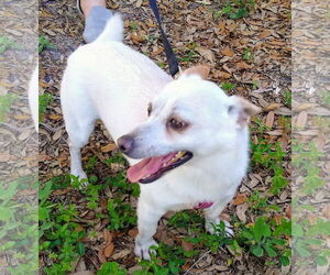 Chihuahua-Unknown Mix Dogs for adoption in Tampa, FL, USA