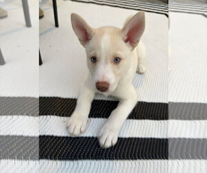 Siberian Husky Dogs for adoption in Holly Springs, NC, USA