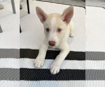 Buzz - HaveLock Litter - Male Siberian Husky Dog for Adoption - Small photo