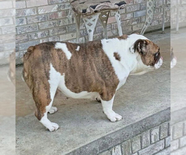 Medium Photo #3 Bulldog Puppy For Sale in Alexander, AR, USA