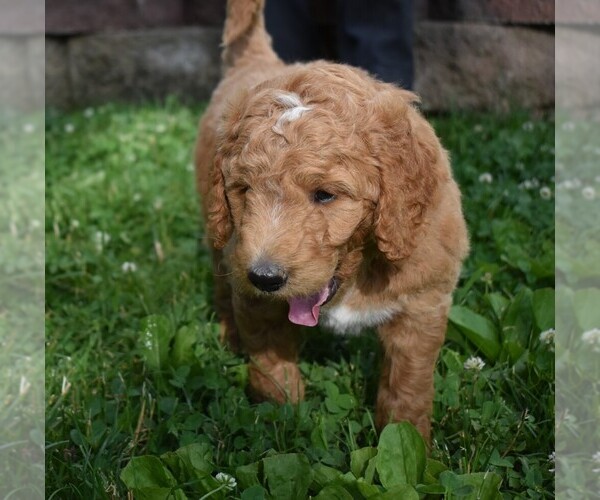Medium Photo #2 Goldendoodle Puppy For Sale in MILLERSBURG, OH, USA
