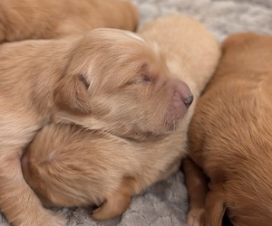 Golden Retriever Puppy for sale in SACRAMENTO, CA, USA
