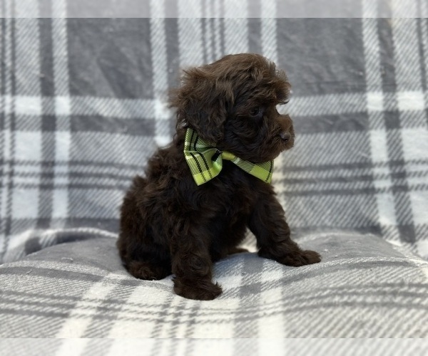Medium Photo #12 ShihPoo Puppy For Sale in LAKELAND, FL, USA