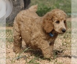 Small #20 Poodle (Standard)