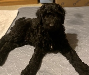 Double Doodle Puppy for Sale in YORK, South Carolina USA