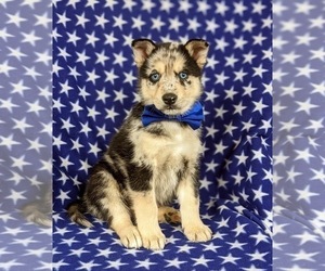 Pomsky Puppy for sale in QUARRYVILLE, PA, USA