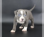 Small Photo #1 American Bully Puppy For Sale in CHAMPAIGN, IL, USA