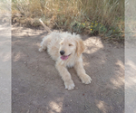 Puppy 3 Goldendoodle