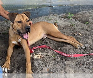 American Pit Bull Terrier-Unknown Mix Dogs for adoption in Ocala, FL, USA