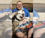 Small Photo #1 Siberian Husky Puppy For Sale in CAMDENTON, MO, USA