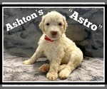 Small Photo #40 Goldendoodle Puppy For Sale in BATON ROUGE, LA, USA
